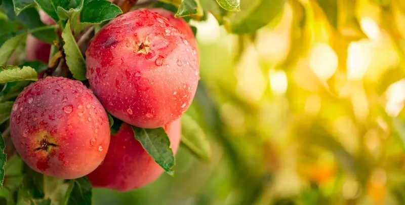 What I Learned from My Apple Trees